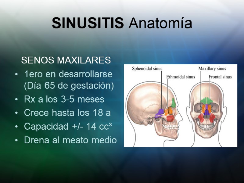 SINUSITIS Anatomía SENOS MAXILARES 1ero en desarrollarse (Día 65 de gestación) Rx a los